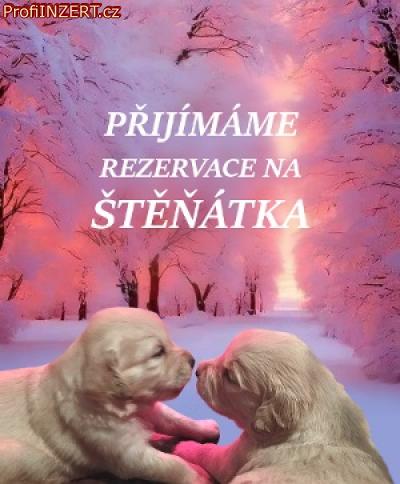 Obrzek k inzertu: Zlat retrvr - Golden retriever- tn s PP