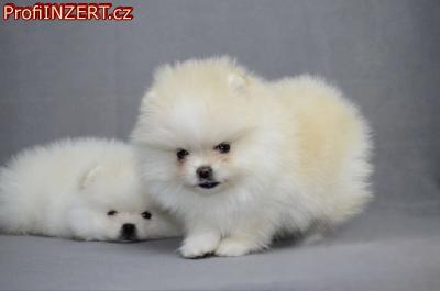 Obrzek k inzertu: Mini Pomeranian / nmeck pic s PP