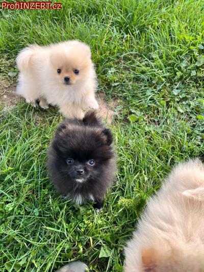 Obrzek k inzertu: Mini Pomeranian / nmeck pic s PP