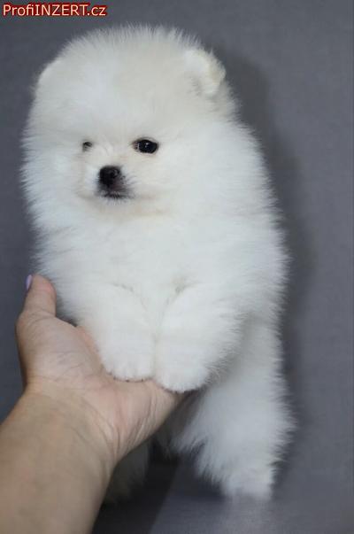 Obrzek k inzertu: Mini Pomeranian / nmeck pic s PP