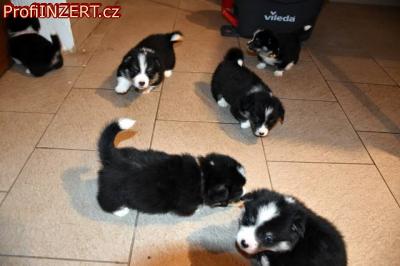 Obrzek k inzertu: tata welsh corgi pembroke s PP