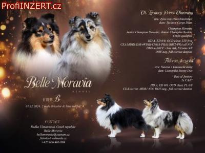 Obrzek k inzertu: eltie/sheltie - Tricolor pejsek s PP